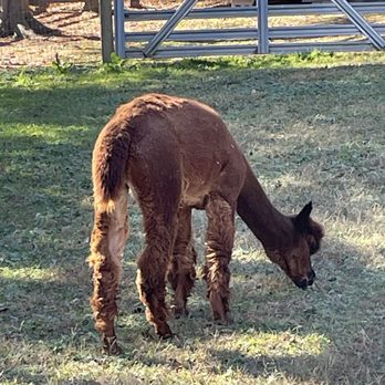 Montpelier Farms - Alpaca - Pumpkin Patches Near Me - Upper Marlboro, Maryland Montpelier Farms - Alpaca - Pumpkin Patches Near Me - Upper Marlboro, Maryland