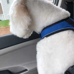 Not the best pic, but shows how beautiful his fur was immediately after