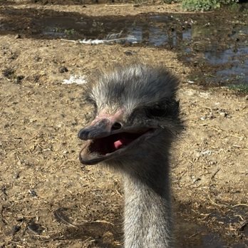 Ostrichland USA - Ostrich - Attraction Farms Near Me - Solvang, California Ostrichland USA - Ostrich - Attraction Farms Near Me - Solvang, California