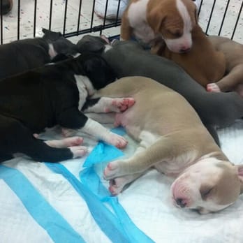 Petco - Cute huh? - Pet Stores Near Me - Las Vegas, Nevada