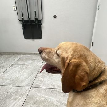 Canyon Animal Hospital - Veterinarians Near Me - Phoenix, Arizona Canyon Animal Hospital - Veterinarians Near Me - Phoenix, Arizona