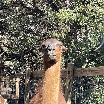 The Shady Llama - Beer Gardens Near Me - Wimberley, Texas The Shady Llama - Beer Gardens Near Me - Wimberley, Texas