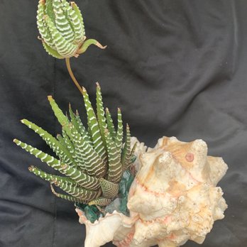 PalmBuddha - Shell planted with Zebra Haworthia accented with blue crushed glass - Landscaping Near Me - San Antonio, Texas PalmBuddha - Shell planted with Zebra Haworthia accented with blue crushed glass - Landscaping Near Me - San Antonio, Texas