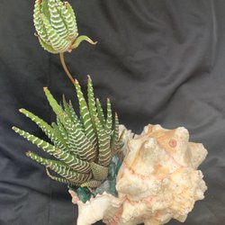 PalmBuddha - Shell planted with Zebra Haworthia accented with blue crushed glass