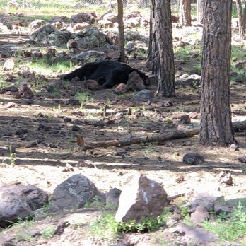 Bearizona - Zoos Near Me - Williams, Arizona