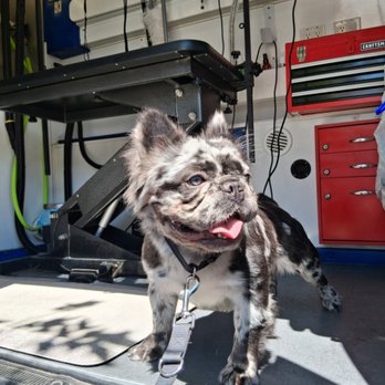 PawDash Mobile Pet Spa - Happy Fluffy French Bulldog - Pet Groomers Near Me PawDash Mobile Pet Spa - Happy Fluffy French Bulldog - Pet Groomers Near Me