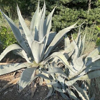 San Antonio Botanical Garden - Botanical Gardens Near Me - San Antonio, Texas