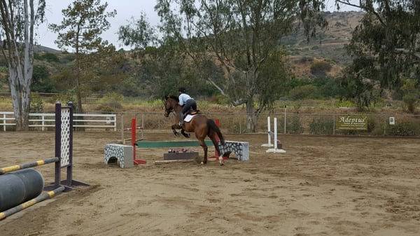 Le Cheval Sport Horses by null