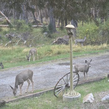 Double Eagle Resort - Family of 5 grazed outside our cabin - Resorts Near Me - June Lake, California Double Eagle Resort - Family of 5 grazed outside our cabin - Resorts Near Me - June Lake, California
