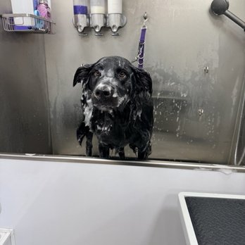 210 Pet Grooming - Cooper in the bath - Pet Groomers Near Me - San Antonio, Texas 210 Pet Grooming - Cooper in the bath - Pet Groomers Near Me - San Antonio, Texas