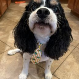 Waylon in his fancy new tie Waylon in his fancy new tie