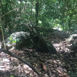 Burleigh Head National Park - Can you see him?