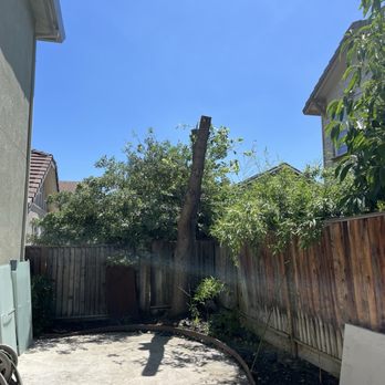 CCL Trees Services - Tree Services Near Me - Oakley, California