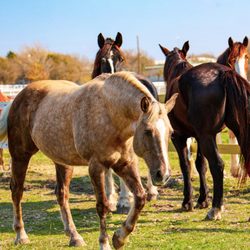 White Fences Equestrian Center - Pasture board -- where everyone knows your name :)