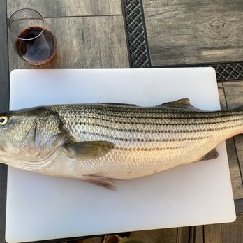 Byram Bait & Tackle - 30 inch striped bass. - Hunting & Fishing Supplies Near Me - Greenwich, Connecticut Byram Bait & Tackle - 30 inch striped bass. - Hunting & Fishing Supplies Near Me - Greenwich, Connecticut