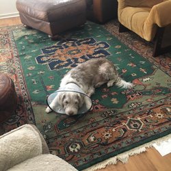 All Valley Pet Hospital - Our dog the day after