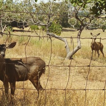 William Heise County Park - ... - Campgrounds Near Me - Julian, California William Heise County Park - ... - Campgrounds Near Me - Julian, California