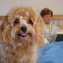 Photo of Sleepover Rover, Inc.