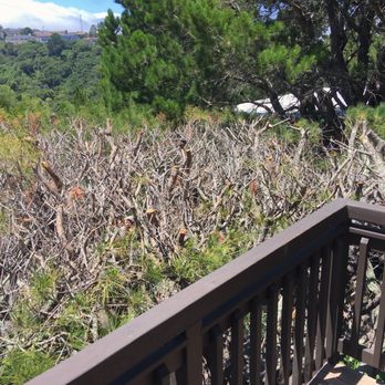 Precision Tree Care - Precision Tree Care cut off all the green from our pine's top. The tree is now dying. - Tree Services Near Me