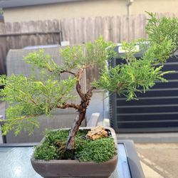 Al’s Bonsai - Bonsai tree