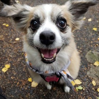 Cat's Got Your Dog! - Dog Walkers Near Me Cat's Got Your Dog! - Dog Walkers Near Me