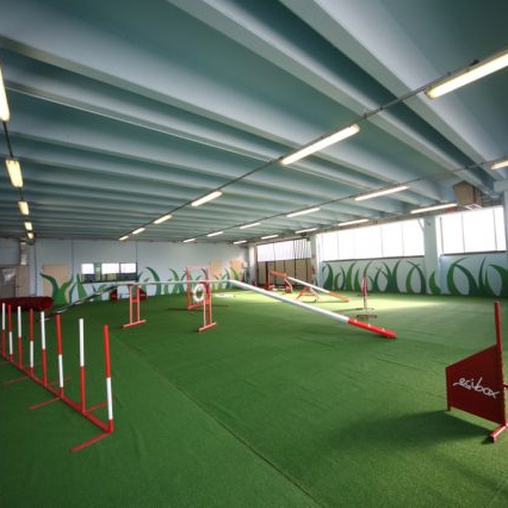 TOP 10 BEST Private Dog Training near Timoline, Brescia, Italy - Updated  2026 - Yelp, image size:1000x1000