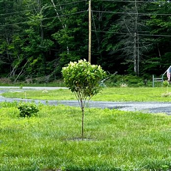 Faddegon's Nursery - New (replacement) Hydrangea. - Nurseries & Gardening Near Me - Latham, New York