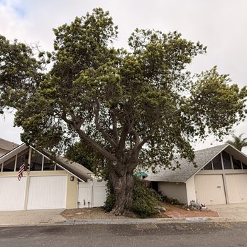 Premier Tree Experts - before - Tree Services Near Me - Orange, California Premier Tree Experts - before - Tree Services Near Me - Orange, California