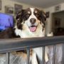 Photo of Loudoun Urgent Vet