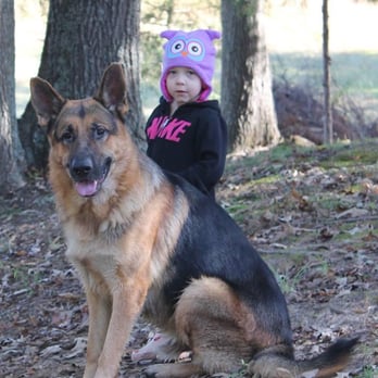 Ken's Septic Service - We have AKC German Shepherd puppies for sale. They will be seven weeks old October 27th 2015 and ready for loving homes! - Septic Services Near Me - Adamsville, Tennessee Ken's Septic Service - We have AKC German Shepherd puppies for sale. They will be seven weeks old October 27th 2015 and ready for loving homes! - Septic Services Near Me - Adamsville, Tennessee