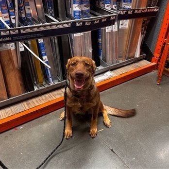 Omega Paws - Maya at Home Depot during her training. - Pet Training Near Me