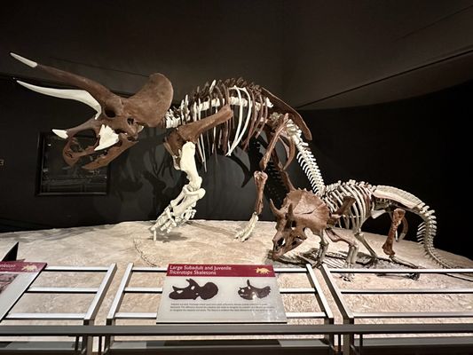 Museum of the Rockies by null