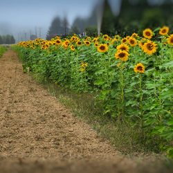 Harvold Berry Farm