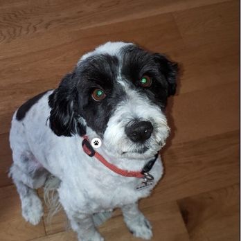 Guiding Light Pet Euthanasia - Bailey Jo - Veterinarians Near Me Guiding Light Pet Euthanasia - Bailey Jo - Veterinarians Near Me