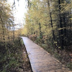 Mer Bleue bog - I had a nice hiking with a friend and his son walking along the boardwalk. The view was beautiful and very easy to walk on the path.