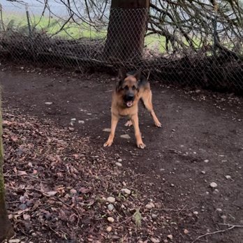 TM Dog Training - Pet Training Near Me TM Dog Training - Pet Training Near Me