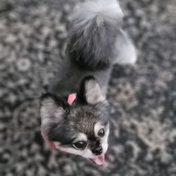 Bows and Bones Mobile Pet Salon - Lucia Lanae