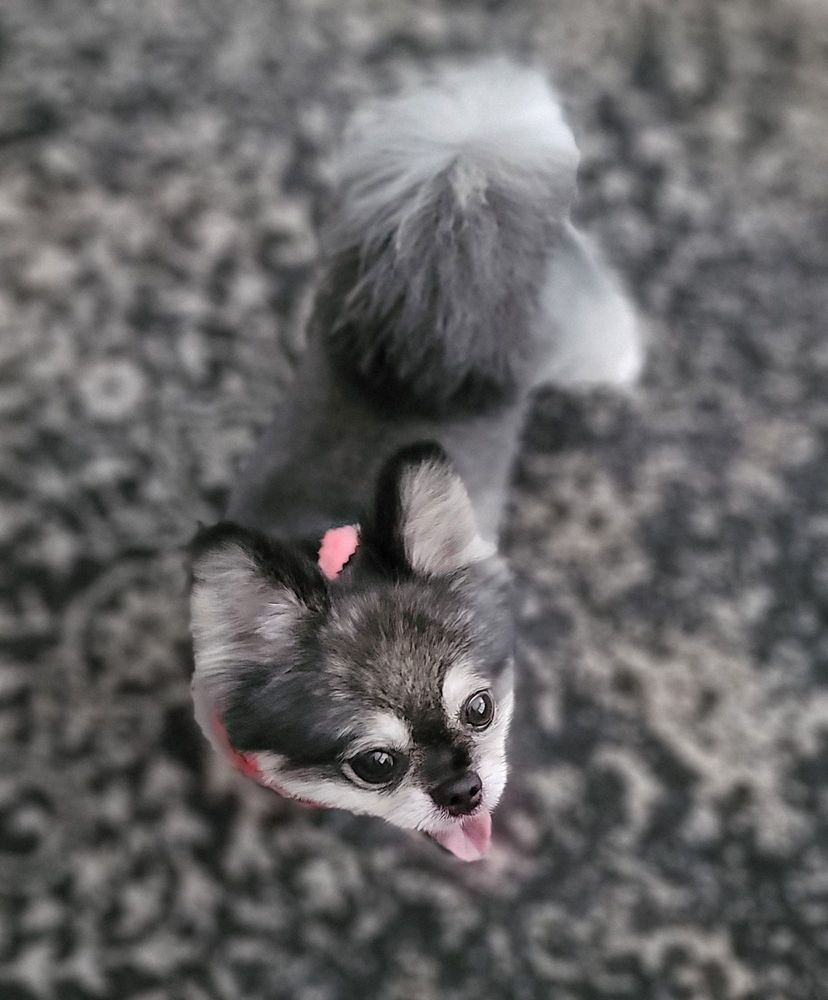 BOWS AND BONES MOBILE PET SALON Updated August 2024 44 Photos & 45