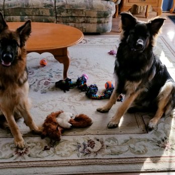 This Is Athena And Achilles From Calico Junction S Long Hair