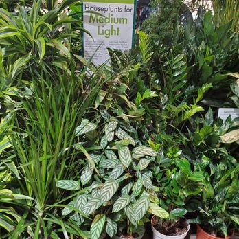 Armstrong Garden Centers - Nurseries & Gardening Near Me - Tustin, California Armstrong Garden Centers - Nurseries & Gardening Near Me - Tustin, California