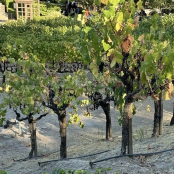 Beringer Vineyards - Vineyards and grapes - Wineries Near Me - St. Helena, California