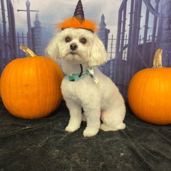 The Painted Pooch - Lily - Pet Groomers Near Me - Burien, Washington