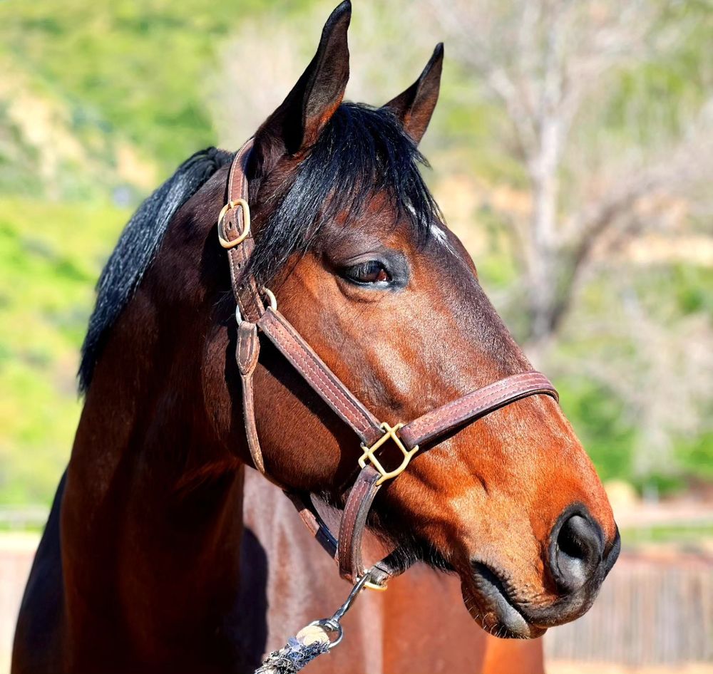 Fresh Start Sport Horses - equestrian in Piru, CA