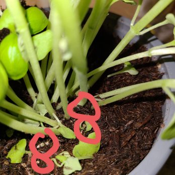 Trader Joe's - Metal shavings in the basil plants  My last 2 died. Ill save this poor guy and shop elsewhere thanks. - Grocery Near Me - Everett, Washington