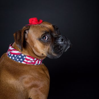 Pets By Sorrell - Studio photos by Sorrell. Costumes were my own. - Pet Photography Near Me Pets By Sorrell - Studio photos by Sorrell. Costumes were my own. - Pet Photography Near Me