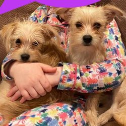 Yorkie Rescue of the Carolinas - Chip and Milo - 6 month old bonded pair. Please visit our website www.YorkieROC.com to fill out application.