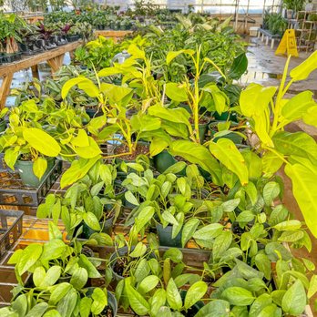 Suburban Plants - Nurseries & Gardening Near Me - Mesquite, Texas Suburban Plants - Nurseries & Gardening Near Me - Mesquite, Texas