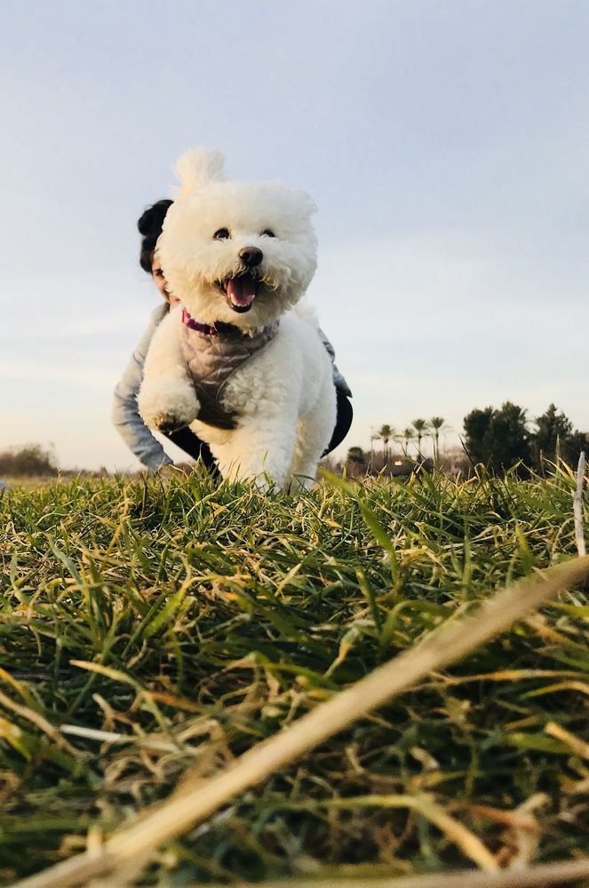 POOCH & PURR 113 Photos & 166 Reviews 8055 Elk Grove Florin Rd