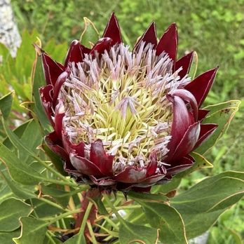 Kula Botanical Gardens - Parks Near Me - Kula, Hawaii