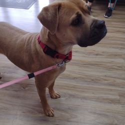 Access Veterinary Care - Our first visit. Keeley is very curious.